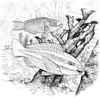 FNA010A.TIF