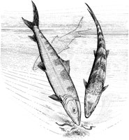 FNA003A.TIF