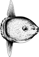 MAR018C.TIF