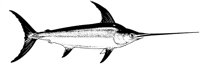 MAR008A.TIF
