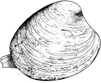 MAR006A.TIF