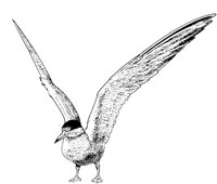 MAR005A.TIF