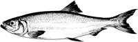 MAR004B.TIF