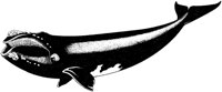 MAR003B.TIF