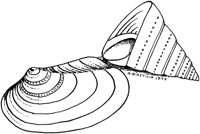 SSL029C.TIF