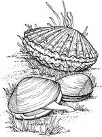 SHW040A.TIF