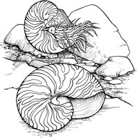 SHW036A.TIF
