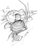 SHW019A.TIF