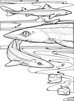 SHR028A.TIF