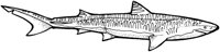SHR016C.TIF
