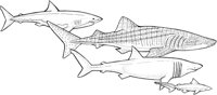 SHR016A.TIF