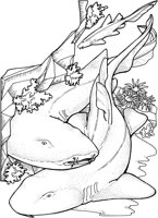 SHR008A.TIF