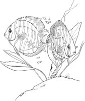 TRF006A.TIF