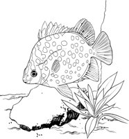 TRF003A.TIF