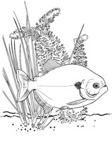 TRF000A.TIF