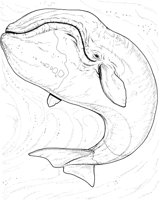 WHD012A.TIF