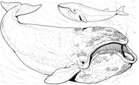 WHD011A.TIF
