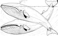 WHD007A.TIF