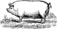 FDD085G.TIF