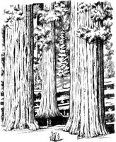 NPC051A.TIF