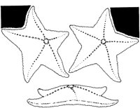 NAU013A.TIF