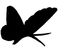 SLH111C.TIF