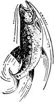 LAC013G.TIF