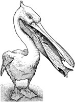 OED015F.TIF
