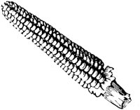 OED006E.TIF