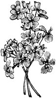 ROM024I.TIF