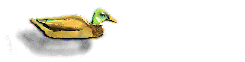 duck.gif