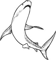 SHI027E.TIF
