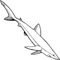 SHI027D.TIF