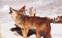 WOLFZ.GIF