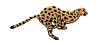 CHEETUH.GIF