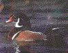 BIRD10.GIF