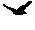 BIRD.GIF