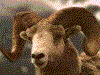 AW8.GIF