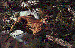 AW7.GIF