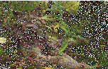 AW4.GIF