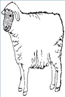 SHEEP.WPG