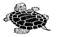 TURTLE.PCX