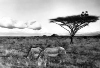 ZEBRAS.TIF