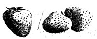 STRAWBRY.TIF