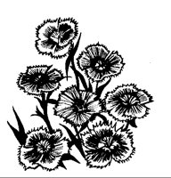 MARIGOLD.TIF