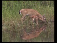 2DEER.GIF