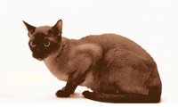 CATMINK.GIF