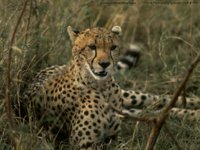CHEETAH1.GIF