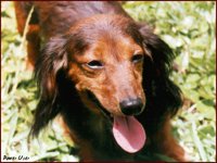 DOG02.GIF
