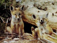 FOXES.GIF